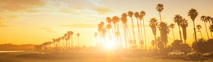 Palm Trees on the Beach at Sunset
